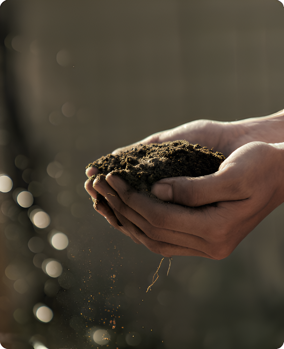 Our meticulously nurtured soil - the foundation for truffles of unparalleled depth and flavour.